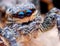 Closeup of Marpissa muscosa jumping spider