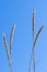 Closeup of marram grass or beachgrass (Ammophila arenaria)