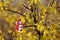 Closeup of martenitsa Pijo and Penda tied on yellow blossomed flowers bush Forsythia, Sofia, Bulgaria