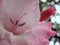 Closeup of a marvellous white and rose flower