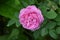 Closeup of a Mary Rose pink flower and its leaves