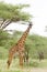 Closeup of a Masai Giraffe on the Serengeti plains