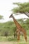 Closeup of a Masai Giraffe on the Serengeti plains