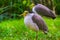 Closeup of a masked lapwing, tropical bird specie from Australia, Wading birds