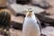 Closeup of a masked lapwing, Vanellus miles.