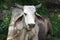 Closeup of a massive white Buffalo chewing something