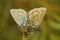 Closeup on a mating couple Common European Icarus blue butterfly, Polyommatus icarus