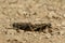 Closeup mating crickets on a sand in desert.