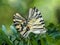 Closeup mating giant Swallowtail butterflies  on green plant at sunny day