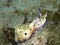 Closeup with mating nudibranch Hypselodoris tryoni in Sabah, Borneo.