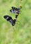 Closeup Mating pair Nine-Spotted Moth