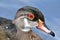 A closeup of mature male Woodduck on the lake.  summer plumage