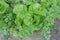 Closeup of mature mustard greens