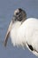 Closeup of a Mature Wood Stork with Lake Background