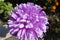 Closeup of mauve flowerhead of china aster