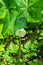 Closeup of a Mayapple Flower Also Known as Mandrake