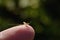 Closeup Mayfly Sitting On Finger