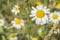 Closeup of mayweed flower on green grass outdoor
