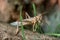 Closeup of a Meadow Grasshopper - Chorthippus parallelus