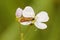 Closeup on a meadow long-horn moth, Cauchas rufimitrella , sitting on it's hostplant Cuckoo Flower