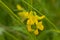 Closeup of a meadow pea flower - Lathyrus pratensis