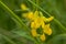 Closeup of a meadow pea flower - Lathyrus pratensis