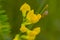 Closeup of a meadow pea flower - Lathyrus pratensis