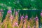 Closeup of meadow violet flowers. Wildflower on lake