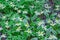 Closeup Meadow of white Fawn Lily flowers