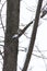 Closeup of a mealy redpoll (Acanthis flammea) on a thin branch in a snowy park