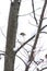 Closeup of a mealy redpoll (Acanthis flammea) on a thin branch in a snowy park