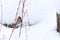 Closeup of a mealy redpoll (Acanthis flammea) on a thin branch in a snowy park