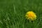 Closeup of medicinal dandelion