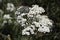 Closeup of medicinal wild herb Common yarrow (Achillea millefolium) white flowers