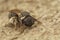 Closeup on a Medieterranean solitary bee, Pseudapis diversipes sitting on wood