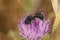 Closeup on a Mediterranean blue  small Carpenter bee, Ceratina chalcites on a purple thistle flower