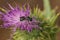 Closeup on a Mediterranean blue small Carpenter bee, Ceratina chalcites sitting on a purple thistle