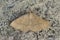 Closeup on a Mediterranean clay fan-foot moth, Paracolax tristalis