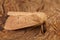 Closeup on the Mediterranean Clay owlet moth, Mythimna ferrago sitting on a piece of wood