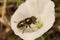 Closeup on a Mediterranean Common lagoon fly , Eristalinus aeneus sitting on a white convolvulus flower