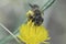 Closeup on a mediterranean female great banded furrow bee, Halictus scabiosae on a Yellow starthistle