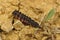 Closeup on the Mediterranean firefly, Nyctophila reichii