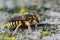 Closeup on a Mediterranean Florentine woolcarder bee, Anthidium florentinum