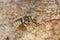 Closeup on a Mediterranean Florentine woolcarder bee, Anthidium florentinum sitting on a stone