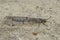 Closeup on a Mediterranean Four-spotted Antlion, Distoleon tetragrammicus sitting on a stone