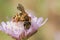 Closeup on a Mediterranean great furrow bee, Halictus scabiosae on a purple scabious flower