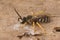 Closeup on a Mediterranean male Great banded furrow bee, Halictus scabiosae , sitting on wood