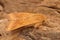 Closeup on the Mediterranean orange colored Cotton Bollworm moth, Helicoverpa armigera, sitting on wood