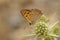 Closeup on a Mediterranean small copper butterfly, Lycean phlaeus sitting on a field Eryngo