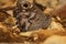 Closeup on a Mediterranean striped Grayling Hipparchia fidia with closed wings sitting on the ground